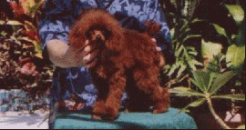 An Ike Puppy